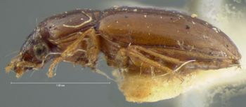 Media type: image;   Entomology 5583 Aspect: habitus lateral view